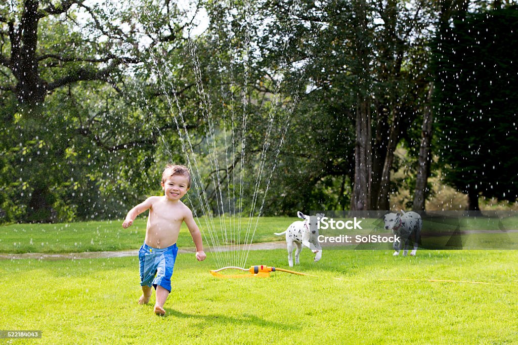 Boy Playing In A Sprinkler Boy playing in a water sprinkler and two dogs chasing him Dog Stock Photo