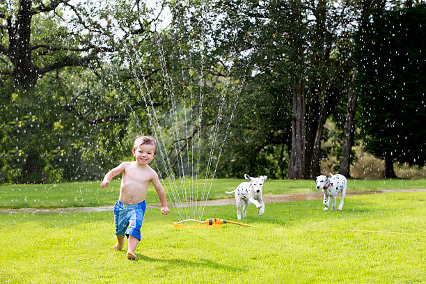 Boy Playing In A Sprinkler Boy playing in a water sprinkler and two dogs chasing him dog swimsuit stock pictures, royalty-free photos & images
