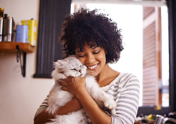 nie pani takie to słodkie! - purebred cat zdjęcia i obrazy z banku zdjęć