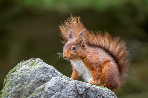 Taken in Northumberland, England this red squirrel sits and rests on a stone