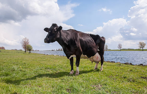 Cow with full udders is waiting for milking.