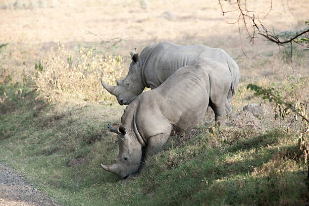 носорог - rhinoceros savannah outdoors animals in the wild стоковые фото и изображения