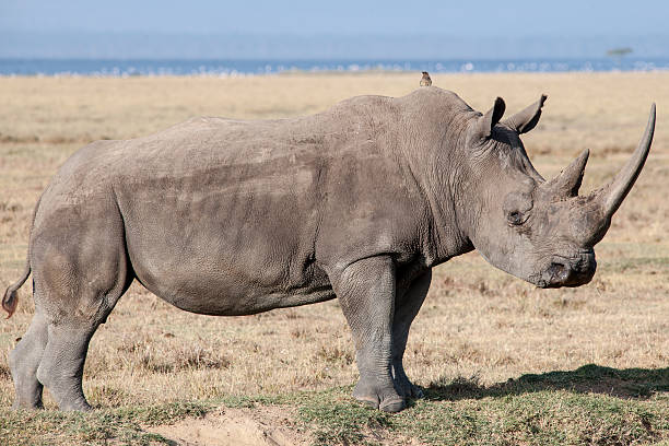 nosorożec - rhinoceros savannah outdoors animals in the wild zdjęcia i obrazy z banku zdjęć