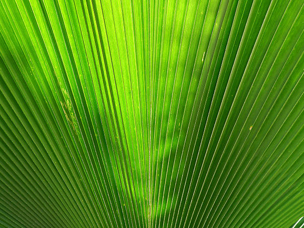 istock beautiful green leaves 522187217