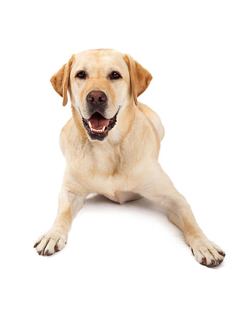 istock Cute Labrador Retriever Yellow 522187235