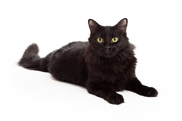 istock Longhaired Black Cat Laying Looking Into The Camera 522187255