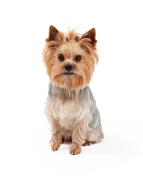 istock Beautiful Yorkshire Terrier Dog Sitting. 522187365