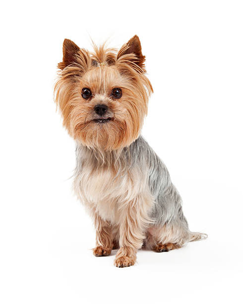 istock Attentive Yorkshire Terrier Dog Sitting 522187369