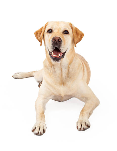 istock Happy Yellow Labrador Retriever dog laying 522187379