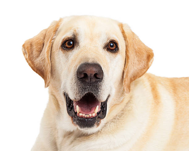 istock Happy Yellow Labrador Dog Closeup 522187381