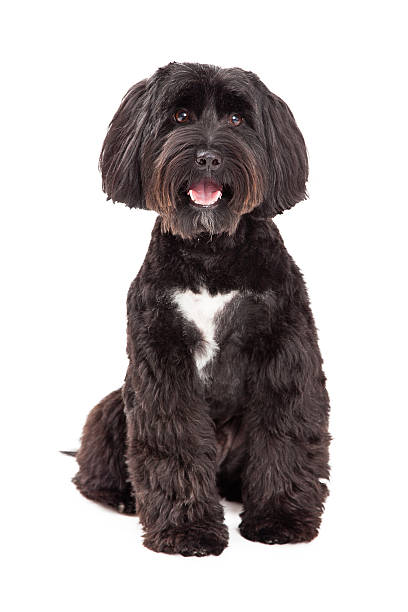 istock Tibetan Terrier Dog Sitting Looking Into The Camera 522187563