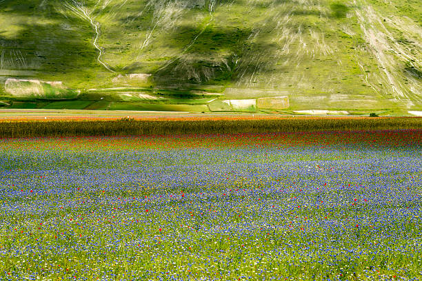 istock Piano Grande di Castelluccio (Italy) 522187705