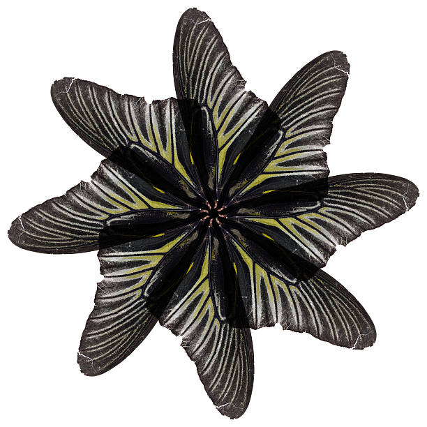 istock Art of Butterfly's wing 522187721