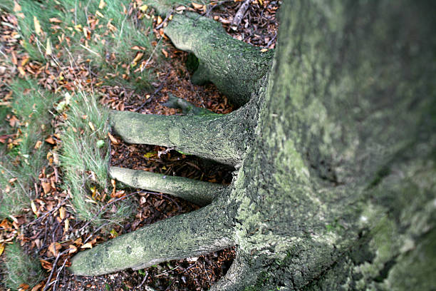 radici di faggi - herbstwald foto e immagini stock