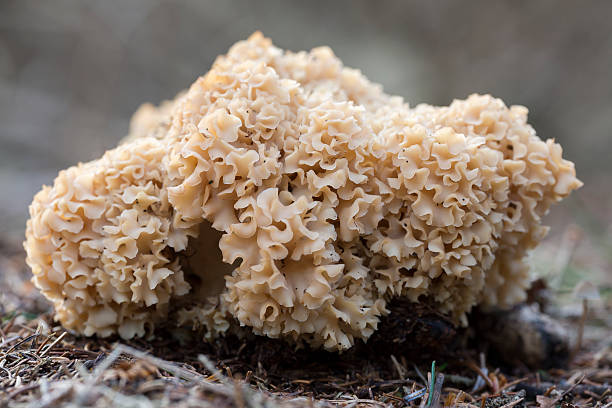 istock Cauliflower mushroom (Sparassis Crispa) - the Netherlands 522188691