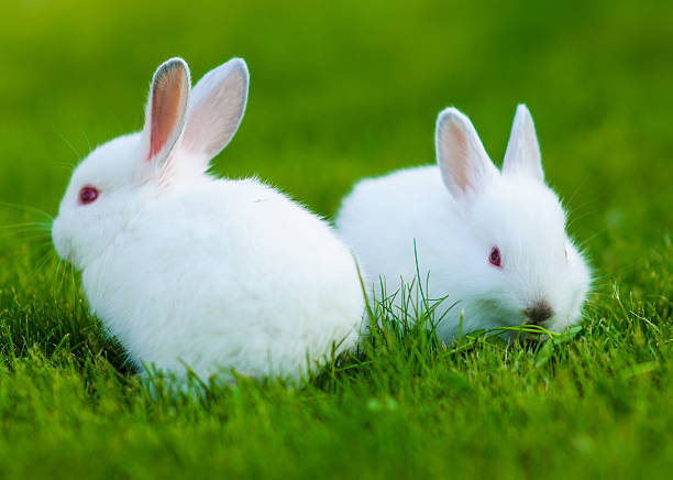 istock Funny baby white rabbit in grass 522188791