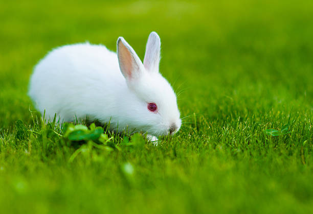 istock Funny baby white rabbit eating clover in grass 522188833