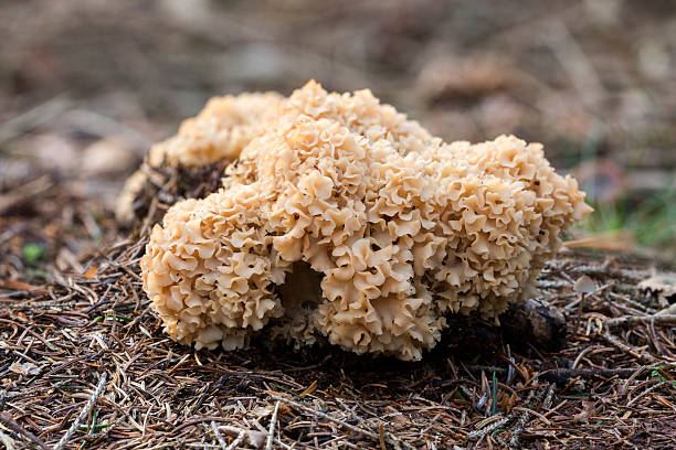 istock Cauliflower mushroom (Sparassis Crispa) - the Netherlands 522188893