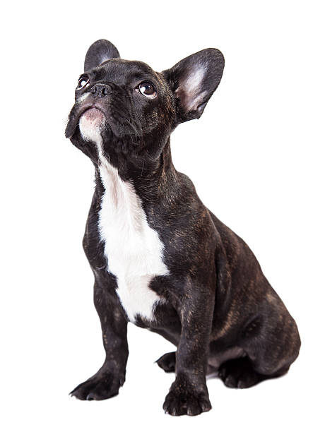 istock puppy dog looking up 522189275