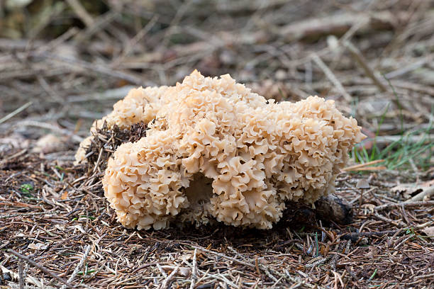 istock Cauliflower mushroom (Sparassis Crispa) - the Netherlands 522189353