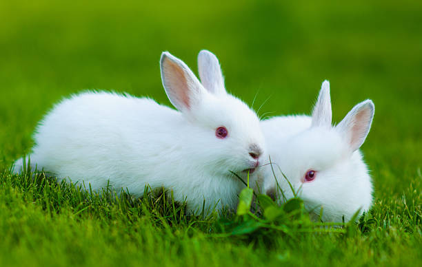 istock Funny baby white rabbit eating clover in grass 522189387