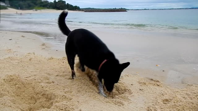 Dog digging holes on the beach