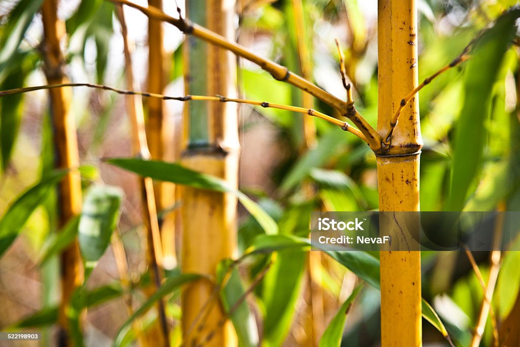 Bamboo growe Bamboo Grove Stock Photo