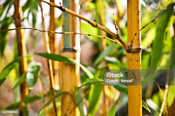 Bamboo Growe Stock Photo - Download Image Now - Bamboo Grove, Bamboo Leaf, Branch - Plant Part