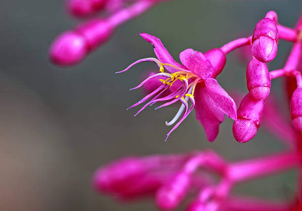 istock Pink Wild Flower, Closeup 522198907
