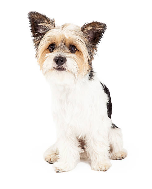 istock Yorkshire Terrier and ShihTzu Crossbreed 522198981