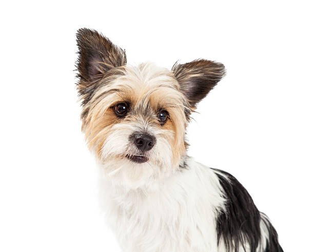 istock Yorkshire Terrier and ShihTzu Crossbreed Closeup 522198989