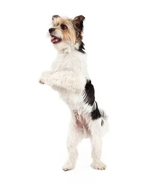 A cute and playful little Yorkshire Terrier and Shih Tzu mixed breed dog standing on his hind legs and dancing