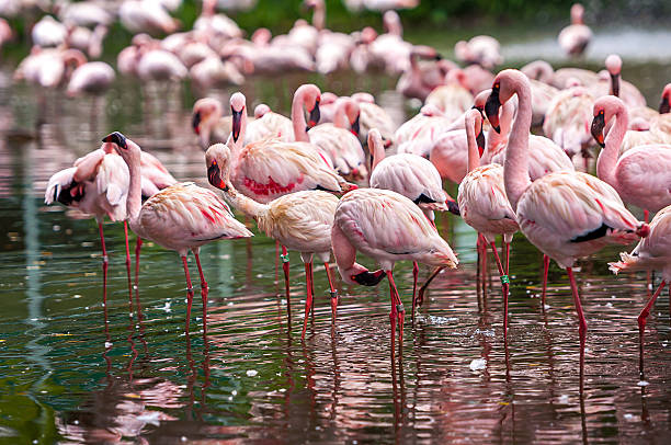 istock Flock of pink flamingos 522199315