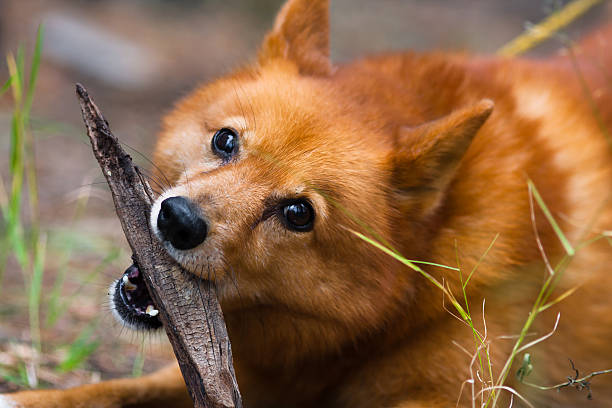 playing hunting dog hunting dog playing with a stick finnish spitz stock pictures, royalty-free photos & images