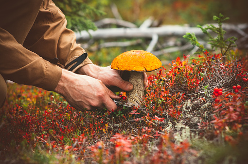 The magical world of fungi, from mushrooms to fungal networks and families in brown and red colors in the forest in a sunny autumn day