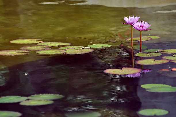 istock Blurry composition, Pink water lily grow in the garden pond 522201285