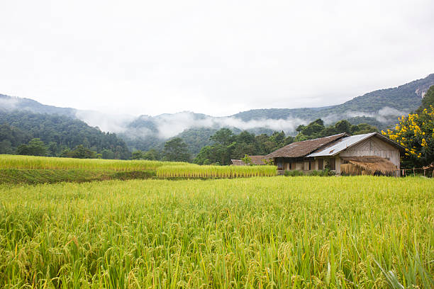 istock Terraced rice field with mountain view 522202529