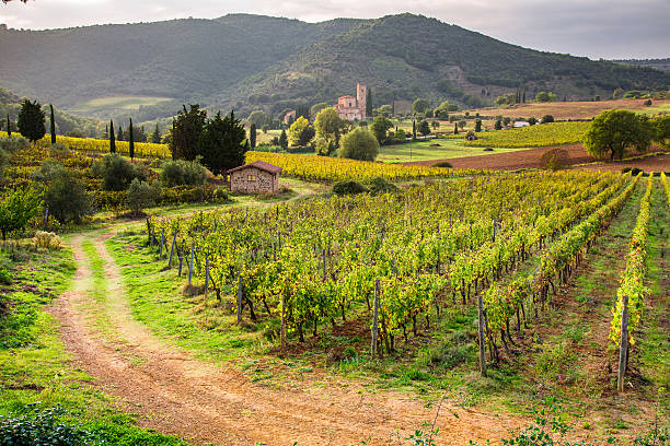 vista sui vigneti e la chiesa in toscana - montalcino foto e immagini stock