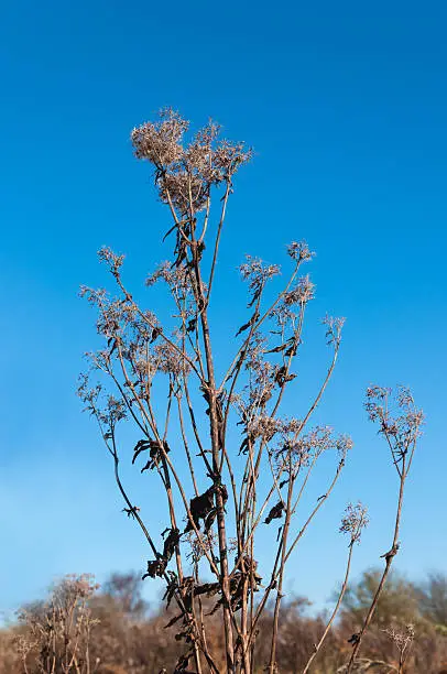 Fluffy seed heads at a dry plant in a natural reserve against a clear blue sky.