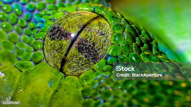 Green Python Closeup Of The Eye Stock Photo - Download Image Now - Animal Body Part, Animal Eye, Animal Head