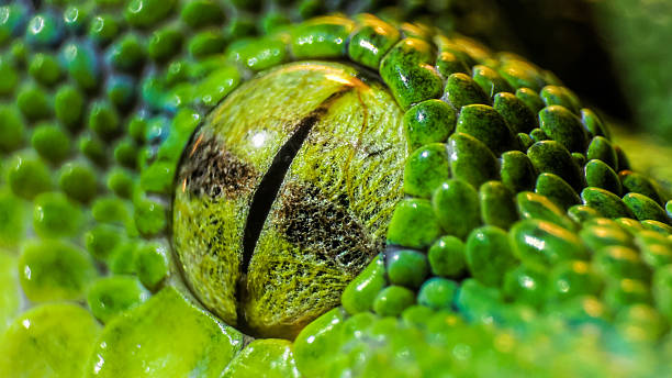 Green python (Morelia viridis). closeup of the eye stock photo