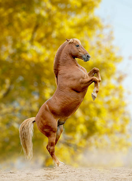 istock horse rears, autumn 522205285