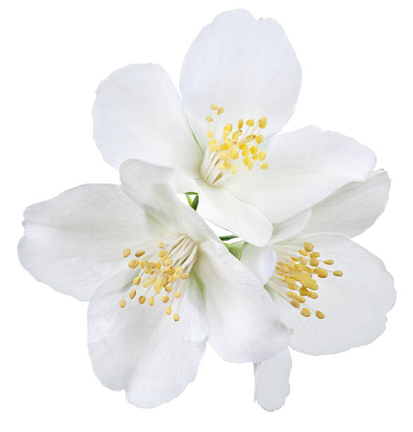 jasmim - flower white imagens e fotografias de stock