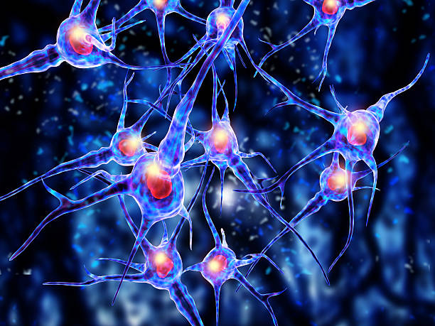 istock 3d Illustration of a nerve cell 522205469