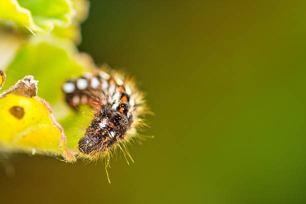 istock Knotgrass moth Acronicta rumicis caterpillar 522205567