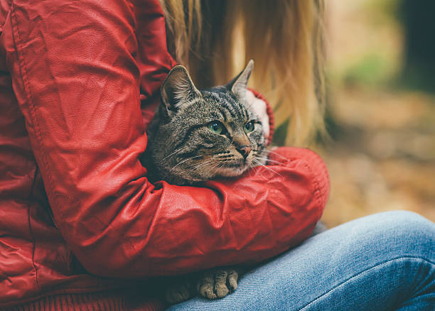 szary kot pozbawionych i kobieta sylwetki na zewnątrz życia - portrait animal hospital embracing holding zdjęcia i obrazy z banku zdjęć