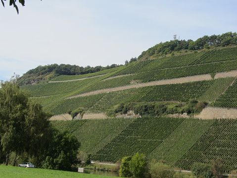 Vineyards in the Bernkasteel, Germany