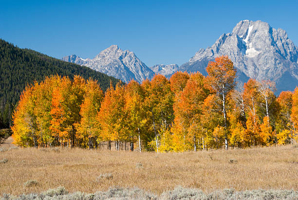 istock Autumn colors at Grand Tetons 522218591