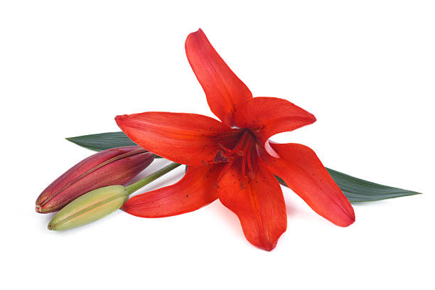 istock Red lily flower with a bud isolated on white background 522218733