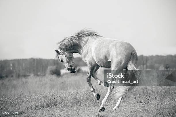 Weißen Andalusischen Pferd Spielen Stockfoto und mehr Bilder von Andalusien - Andalusien, Auf den Hinterbeinen, Blau